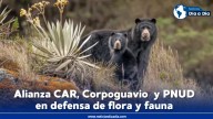 Alianza CAR y Corpoguavio para proteger fauna en sus territorios