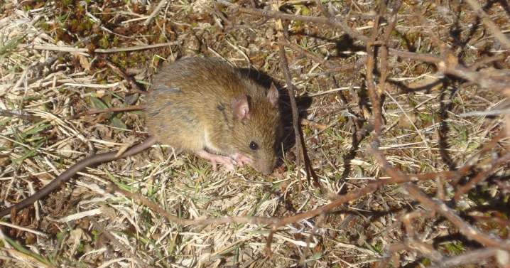 Dos muertes por hantavirus en San Martín de los Andes en 2025: cuándo fue la primera