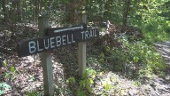Repair plans for Bluebell Trail in Poland raise concerns