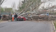 Una mujer murió aplastada por un árbol que cayó sobre su auto tras el fuerte viento Zonda