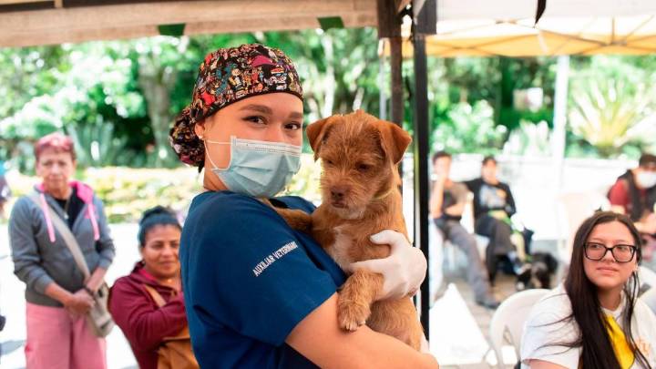 Jornadas gratuitas de esterilización y desparasitación: así buscan mejorar la vida de miles de animales en el Valle de Aburrá antes de fin de año