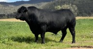 Victory bull tops auction at Hot Spot Speckle Park