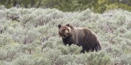 Bear incident causes popular Yellowstone trail to close until further notice