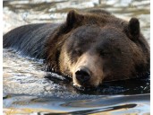 Calgary Zoo euthanizes 35-year-old grizzly bear after health decline