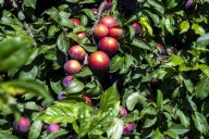 La Generalitat inicia tratamientos colectivos contra la mosca de la fruta en cítricos