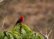 ¡¡Escucha!! déjate deleitar por paisaje de colores y sonidos naturales