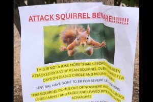 ‘Very mean squirrel’ seeking food has sent at least 2 people to the ER
