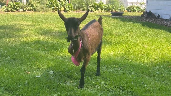 PHOTOS: Lake Erie College student using 3D printing to make prosthetic leg for injured goat