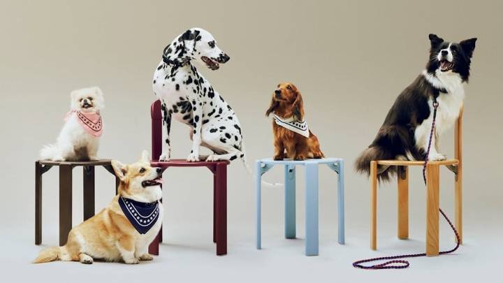 Gift Guide: Luxury gifts for pets 2025