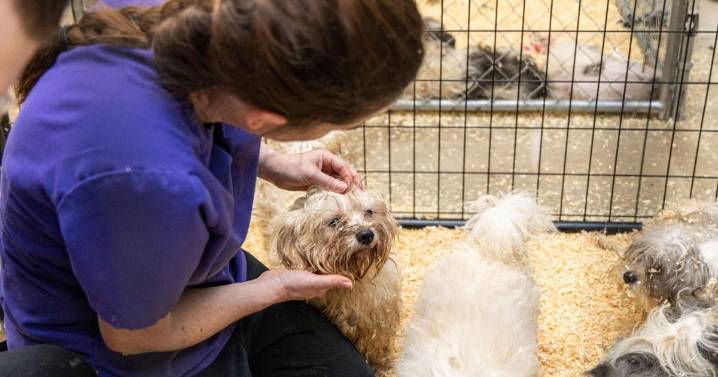 100+ dogs rescued from toxic conditions in Plymouth County