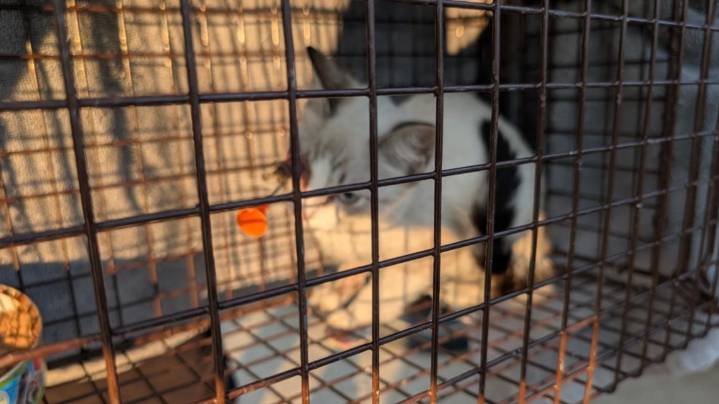 North Texas community rescues kitten shot by a dart