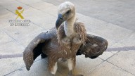Rescatan a un buitre leonado que no podía volar en una finca de la pedanía muleña de Casas Nuevas