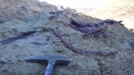 Descubrieron en Chubut un dinosaurio carnívoro que habría sido de los últimos en extinguirse