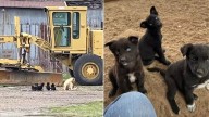 Texas Woman Stumbles Upon A Mother Dog And Nine Puppies Living In A Deserted Barn