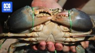 NT mud crab industry to close for three months to protect stock