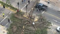 Fuertes vientos provocaron caídas de árboles en Santiago