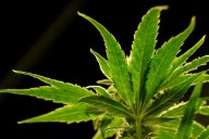 A drug made from marijuana reduced back pain in a large study