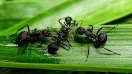 Con solo 3 ingredientes, el remedio definitivo para combatir la plaga de hormigas en tus plantas