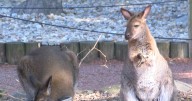 Columbian Park Zoo to host annual 'Boo at the Zoo'