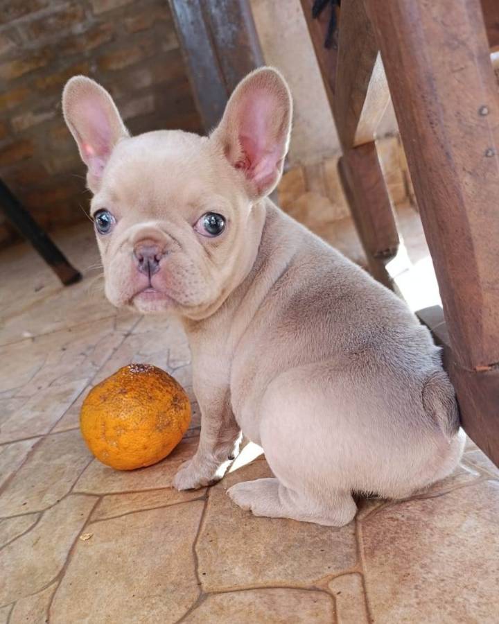 Recuperaron a “Miel”: una cachorra robada en Oberá