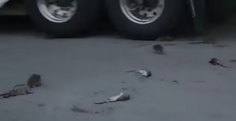 Harvey & Sons slapped with hefty fine for trash fire that sparked New Bedford rat invasion, rampage