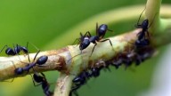 Si no das más con las hormigas, probá la técnica de los cítricos y disfrutá de tus plantas y jardín