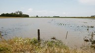 Oficializaron la emergencia agropecuaria para Buenos Aires y San Juan