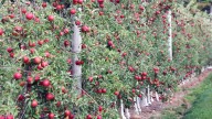 Apple picking in Georgia: Here 6 scenic orchards to visit this fall