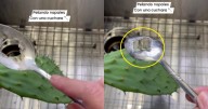 Mujer comparte su creativa técnica para pelar nopales y se vuelve viral