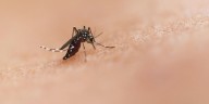 SSJ reporta reducción en casos de dengue en la entidad