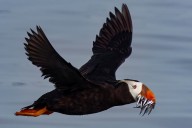 Saving Puget Sound's puffins: Bringing these ocean ambassadors back from the brink