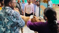 Pimpri Chinchwad: PCMC Vaccinates Over 350 Dogs On Day One Of Week