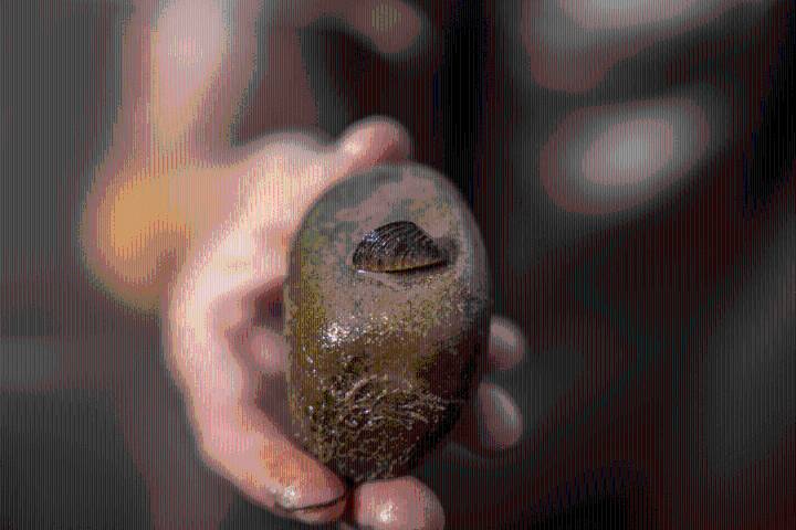 Colorado River designated as 'infested' with zebra mussels