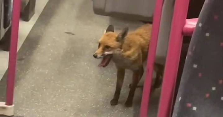 Londoners 'petrified' as fox jumps on train for half hour commute home