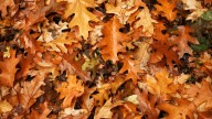 When will the leaves start to change color in New Mexico?