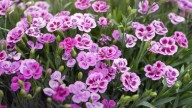 "Todoterreno" y con un toque de magia: las plantas más fáciles de cuidar que transforman tu hogar