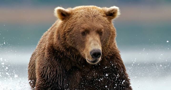 Hiker Plummets to His Death Taking Cellphone Footage of Bear