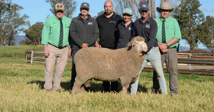Westray Merino tops sale with stunning sire ram