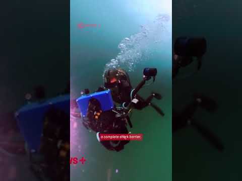 Presenter Dives At Dee Why Days After Fatal Sydney Shark Attack To Investigate Shark Nets
