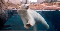 New polar bear joining Henry Vilas Zoo