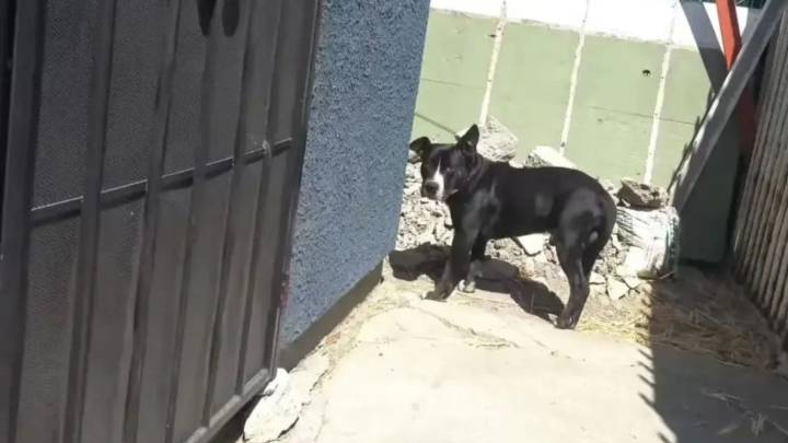 California Man Breaks Down Handing Over Stray Dogs, Then Learns He Saved One’s Life