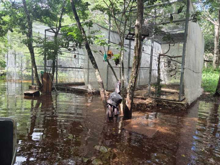 Se inunda el refugio de loros de proyecto Santa María