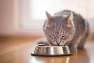 New Life Rescue in need of cat adoptions