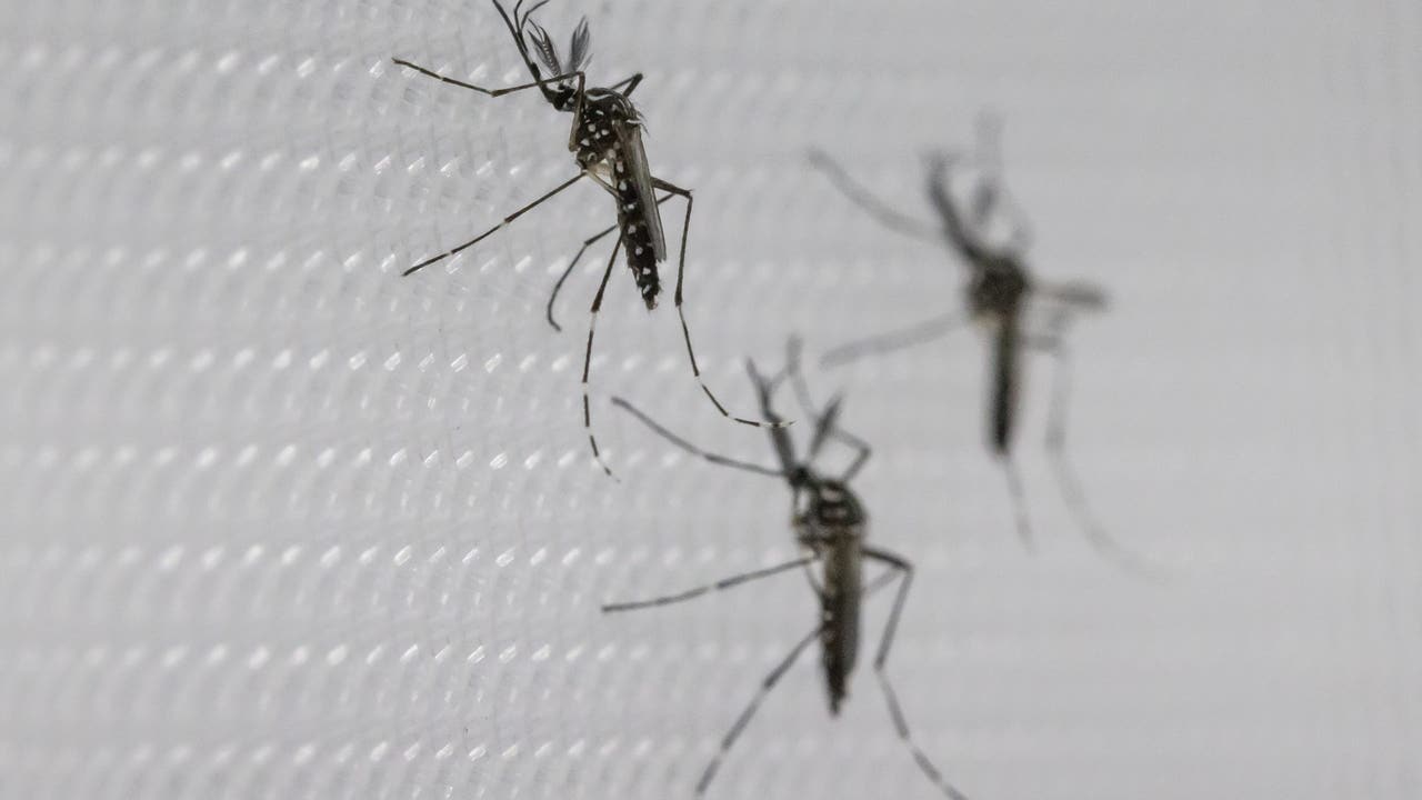 Florida boy, 10, survives dengue fever, has warning for others