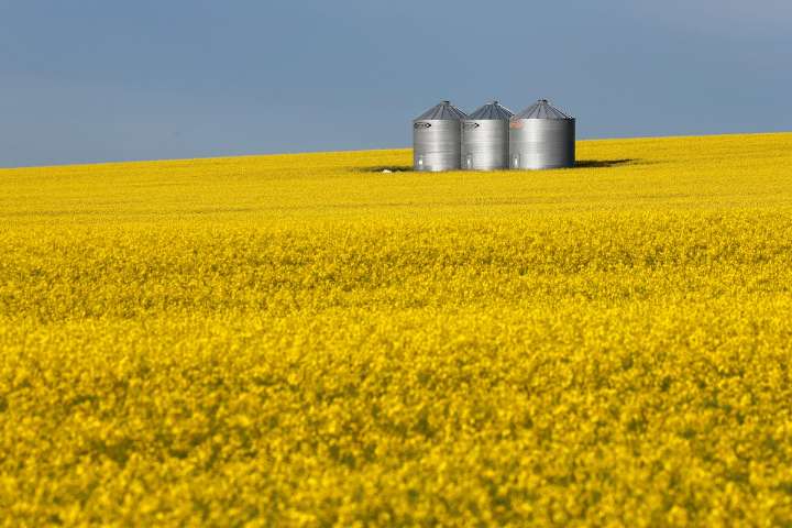 Ottawa aims to help beleaguered canola industry with moves to boost domestic biofuel production