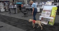 New puppy continues service dog training