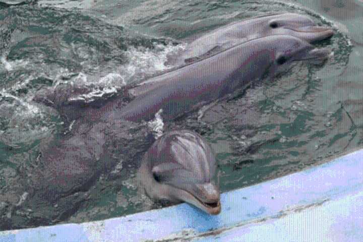 Se terminan los espectáculos marinos y hay preocupación por los delfines