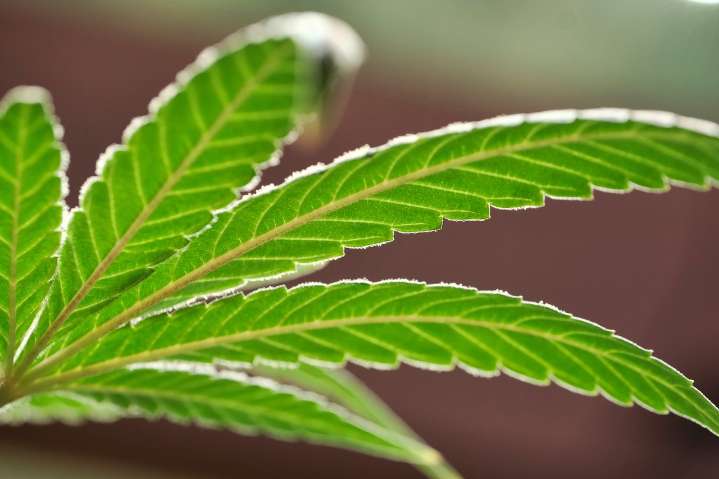 Judge reverses firing of Mass. cannabis board chair Shannon O’Brien
