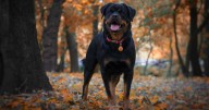 Thinking About a Rottweiler? 7 Things to Know Before You Commit