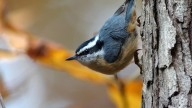 Tens of millions of birds will migrate through the St. Louis region now through October